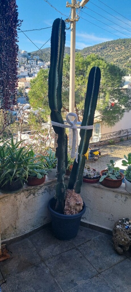 DİKENSİZ (euphorbia)kaktūs - 12
