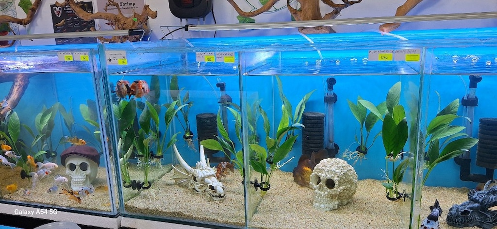 Anubias Congensis L Boy 20 cm İthal Bitki - 6
