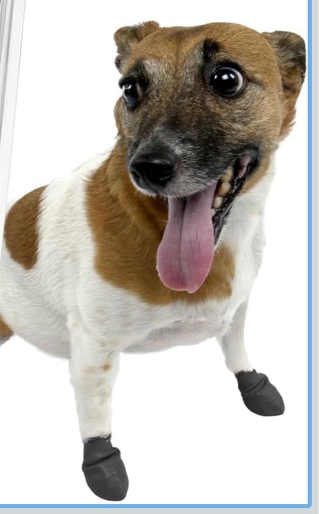 Kedi/Köpek Galoş - 2
