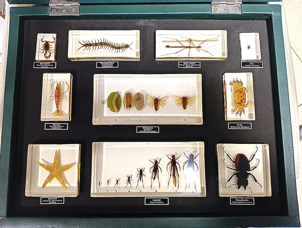 Gerçek Böcek Koleksiyonu Entomoloji Seti | Eğitim & Dekoratif- Çantalı - 3