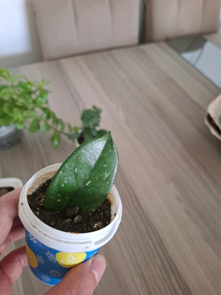 mini kaplarda 5 farklı çiçek 100₺ - 7