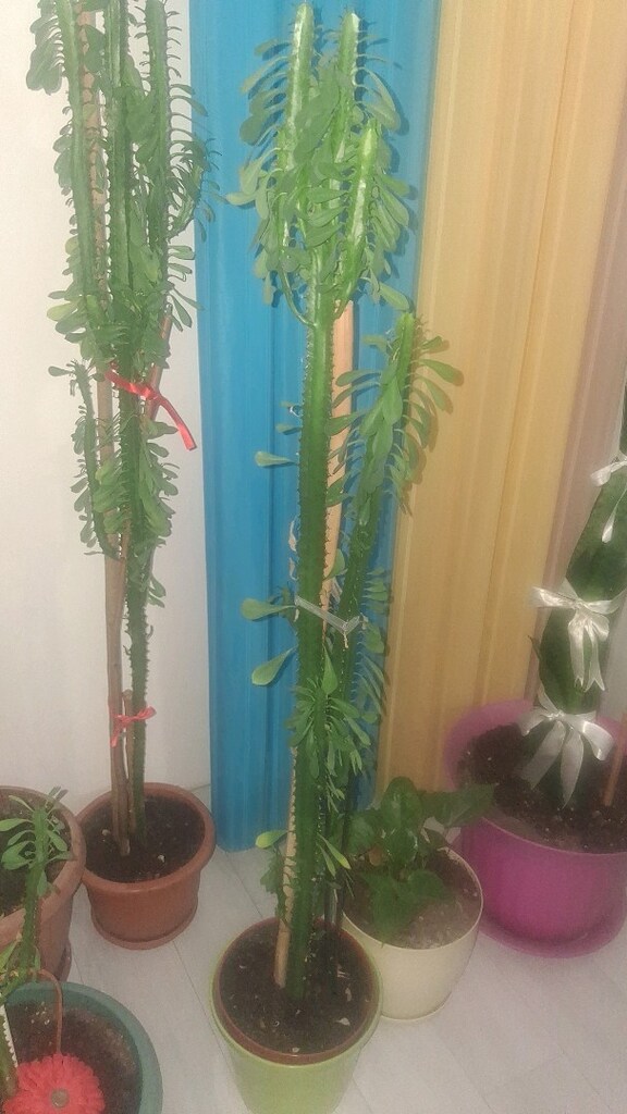 sut agaci çiçek - 2