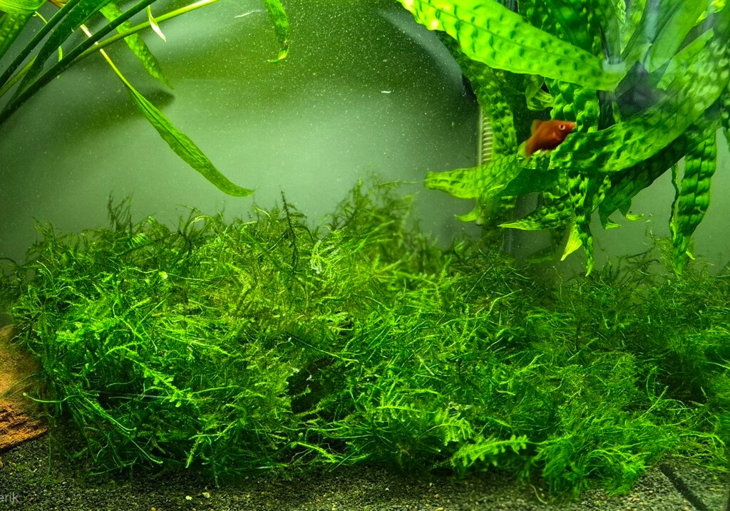 Akvaryum bitkisi Java moss - 2