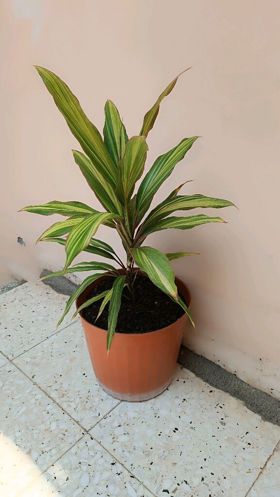 3 Renkli canlı salon çiçeği - 4