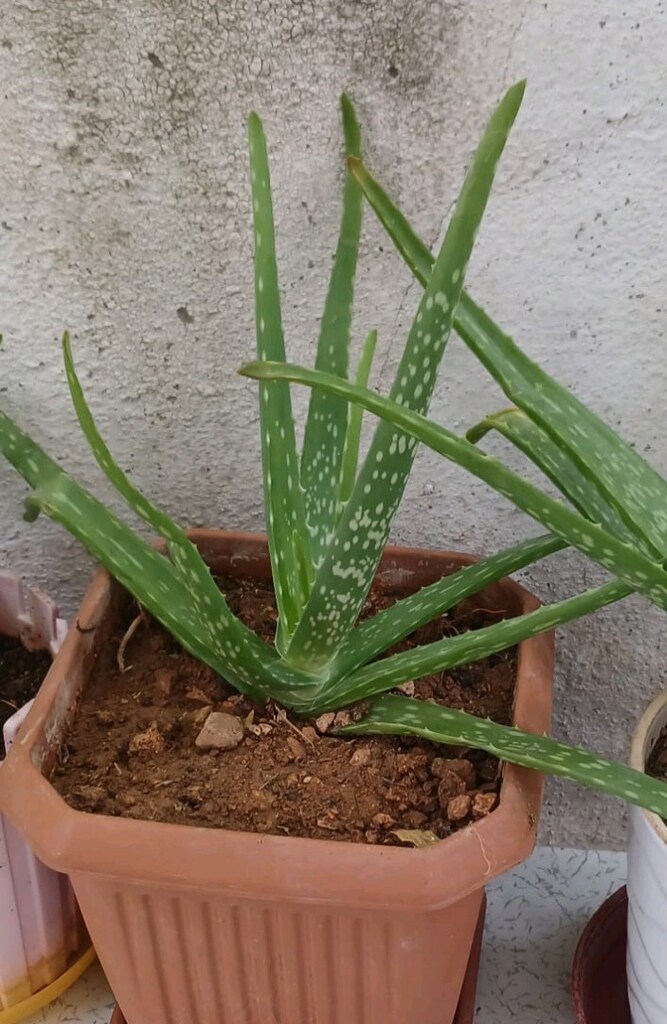 Alevore çiçekleri - 2
