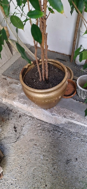 Bünyamin çiçegi - 4