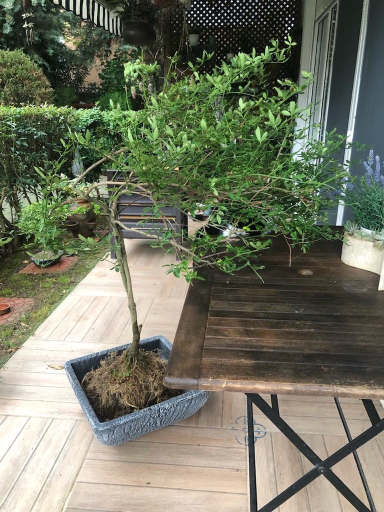Sarı Yasemin Bitkisi Bonsai Formunda - 8
