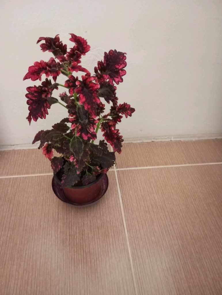 çiçek - 2