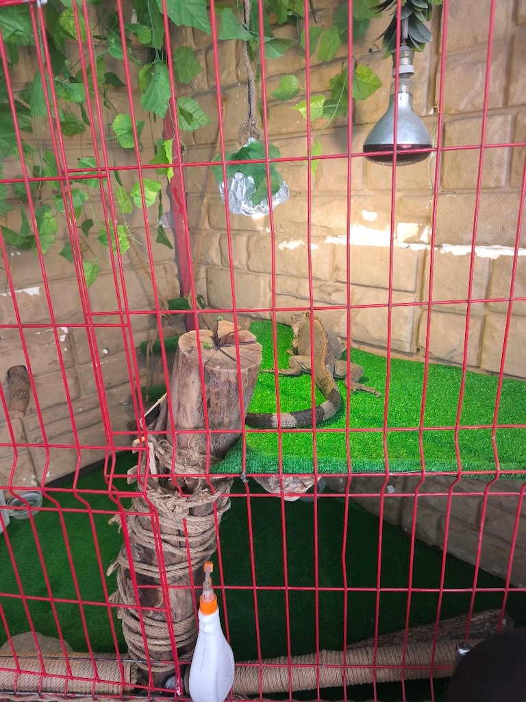 satılık iguana teraryum malzmeleri - 2
