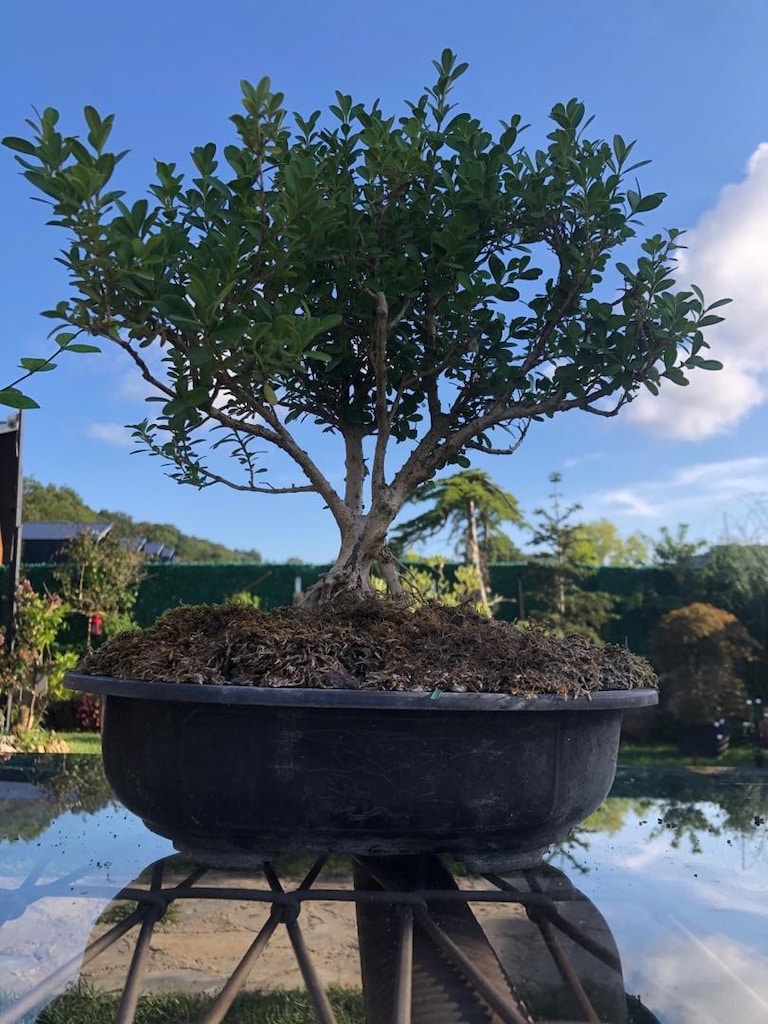 Saksıda Bonsai - 4