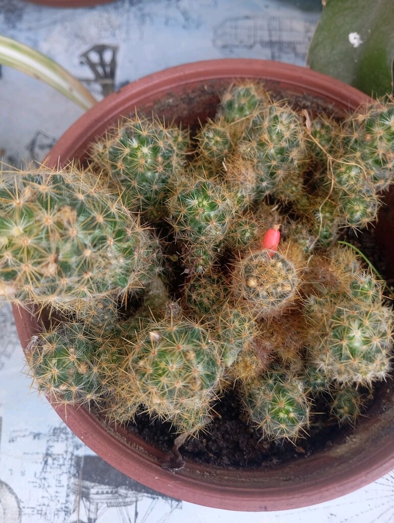 cicek - 2