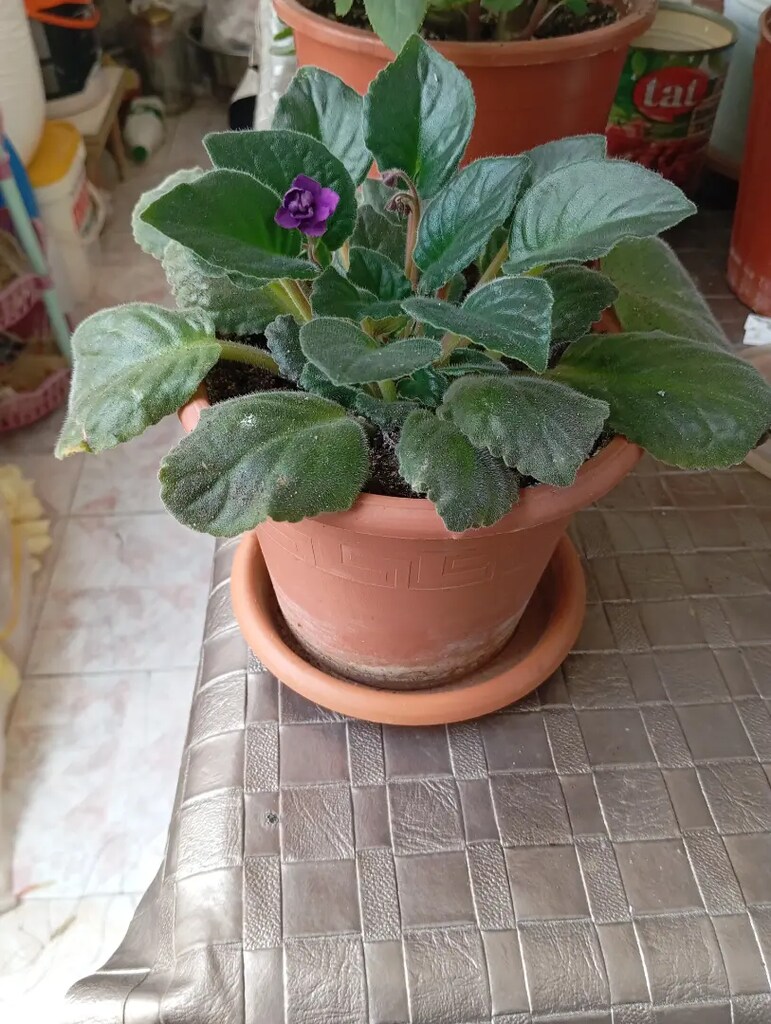 Mor menekşe - 3