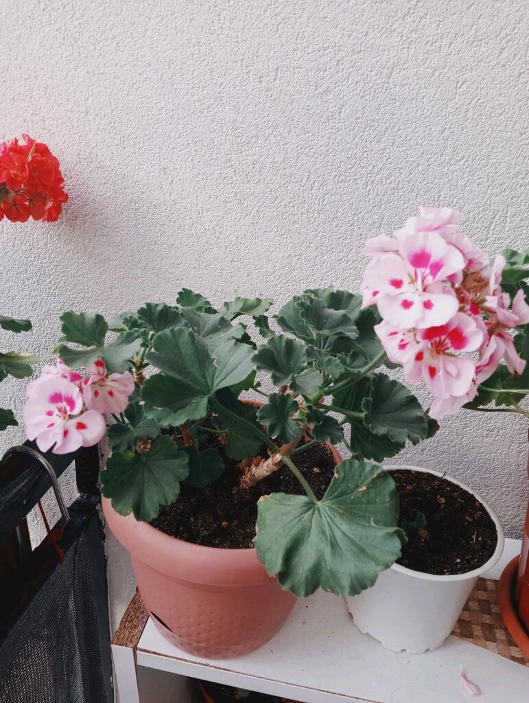 ceylan gözlü sardunya - 2