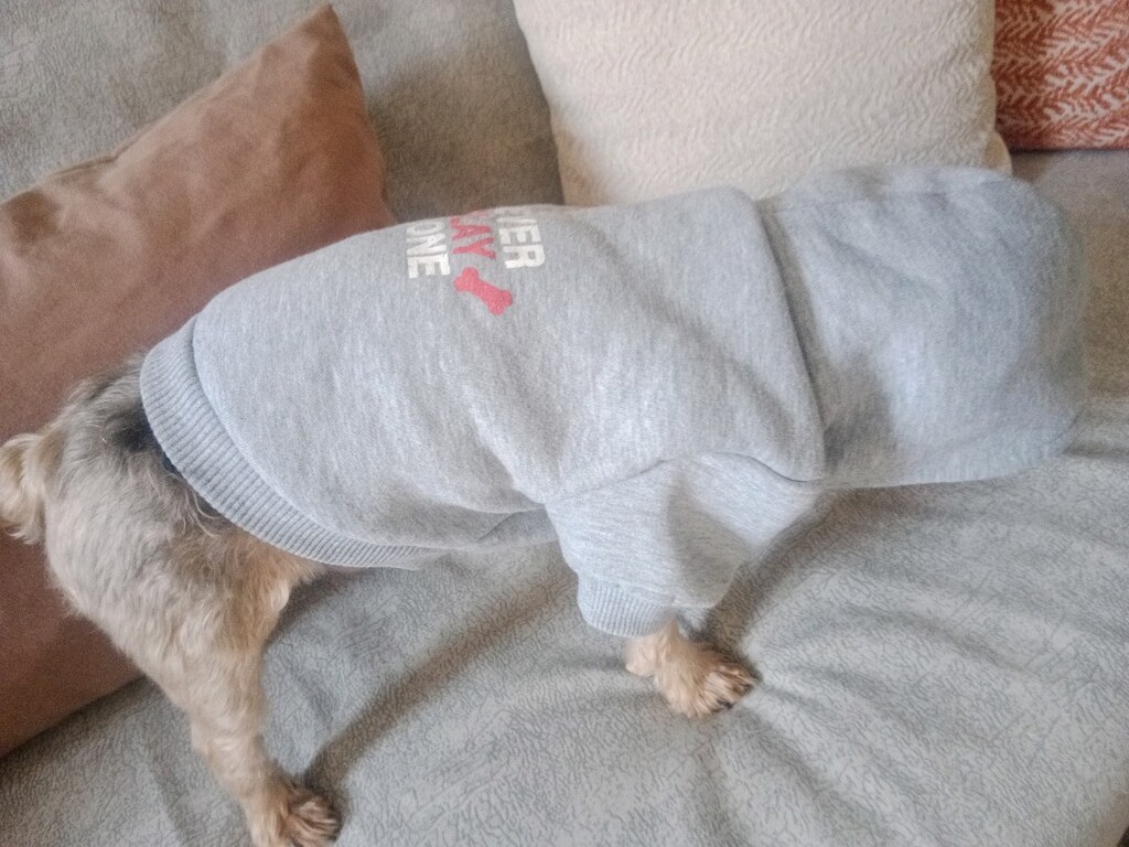 köpek giyisisi S beden - 11