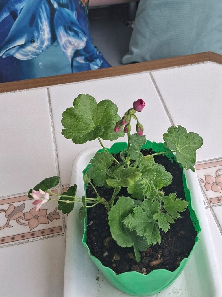 pembenin 3 tonu sardunya çiçeğii - 9