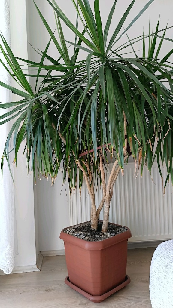 Büyük Boy Dracaena Marginata (Ejder Ağacı) – Sağlıklı Salon Bitkisi