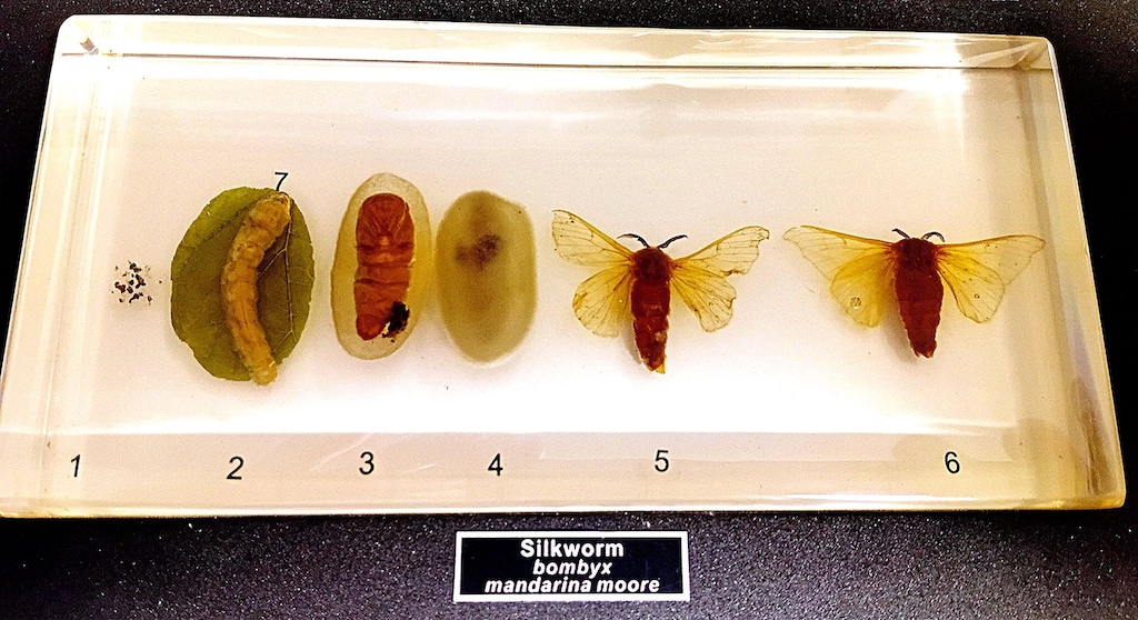 Gerçek Böcek Koleksiyonu Entomoloji Seti | Eğitim & Dekoratif- Çantalı - 8
