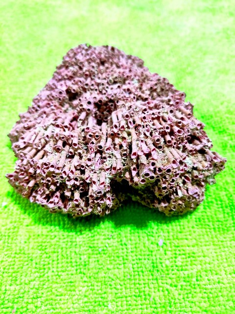 Hakiki Doğal Kırmızı Mercan 82gr