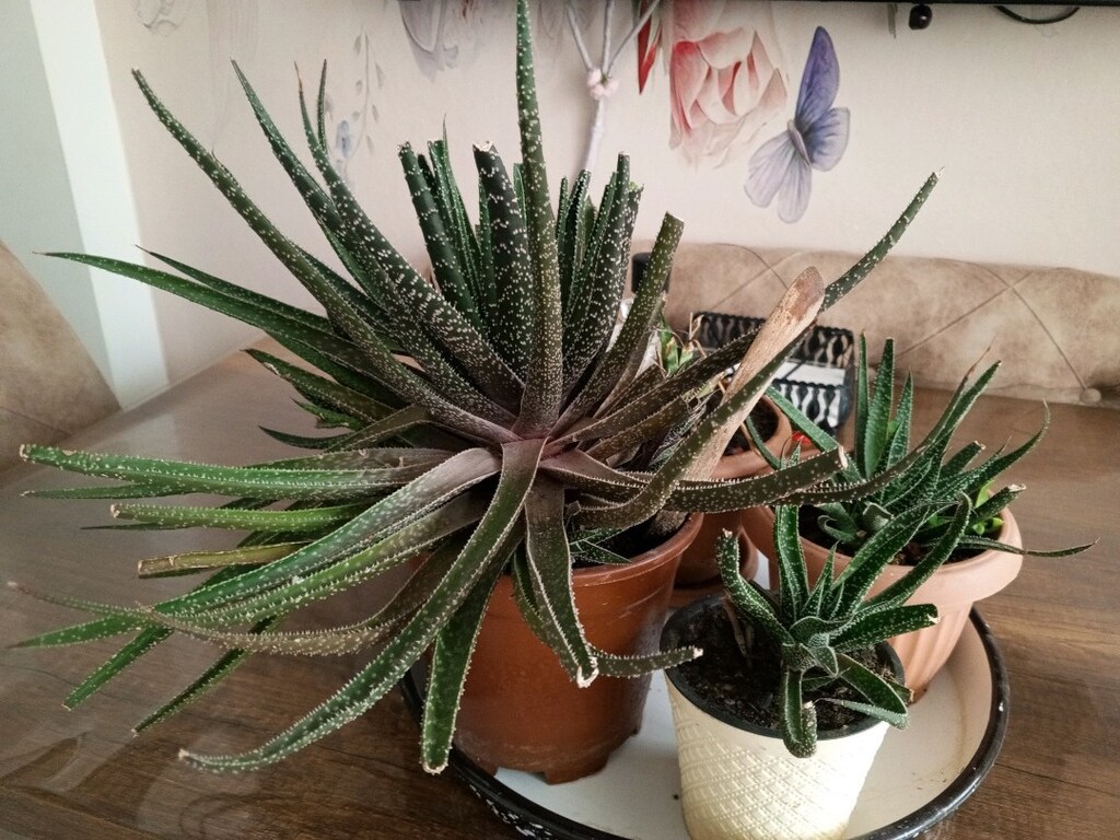 ALOE VERA - 2