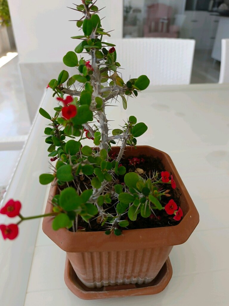 Dikenler Tacı - 3