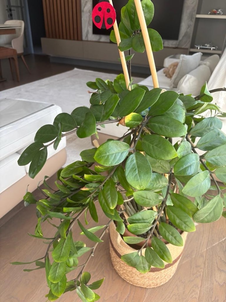 90 cm büyük boy zamia - zz - zeze çiçeği - yeni sürgünlü - 4