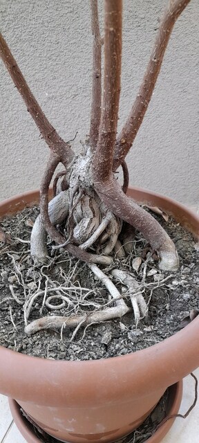Ficus Microcarpa Bonsai