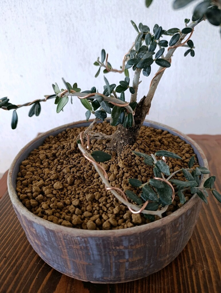 bonsai - 3