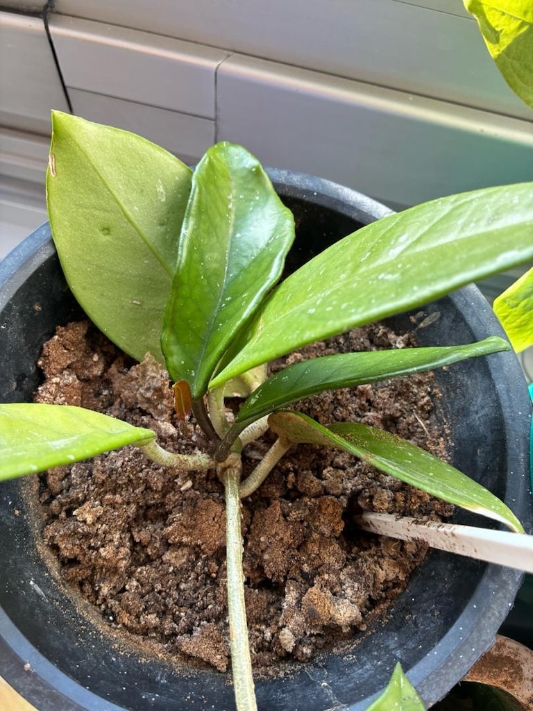 mum çiçeği - 3