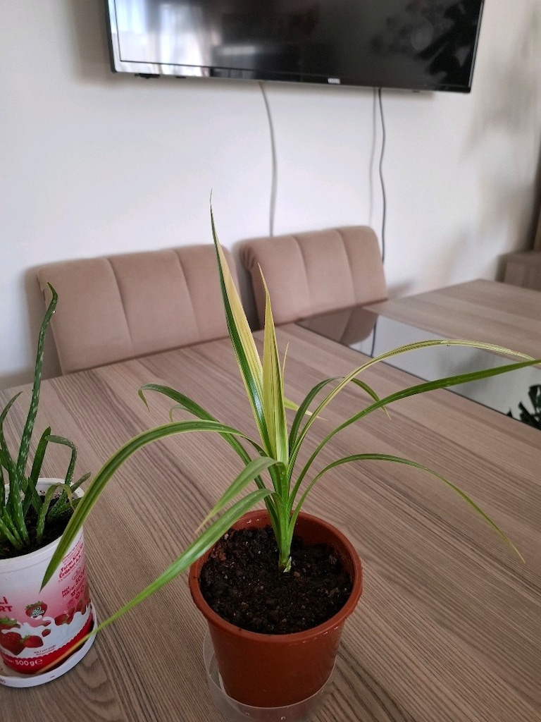 canlı çiçekler ( ikisi 250₺) - 4