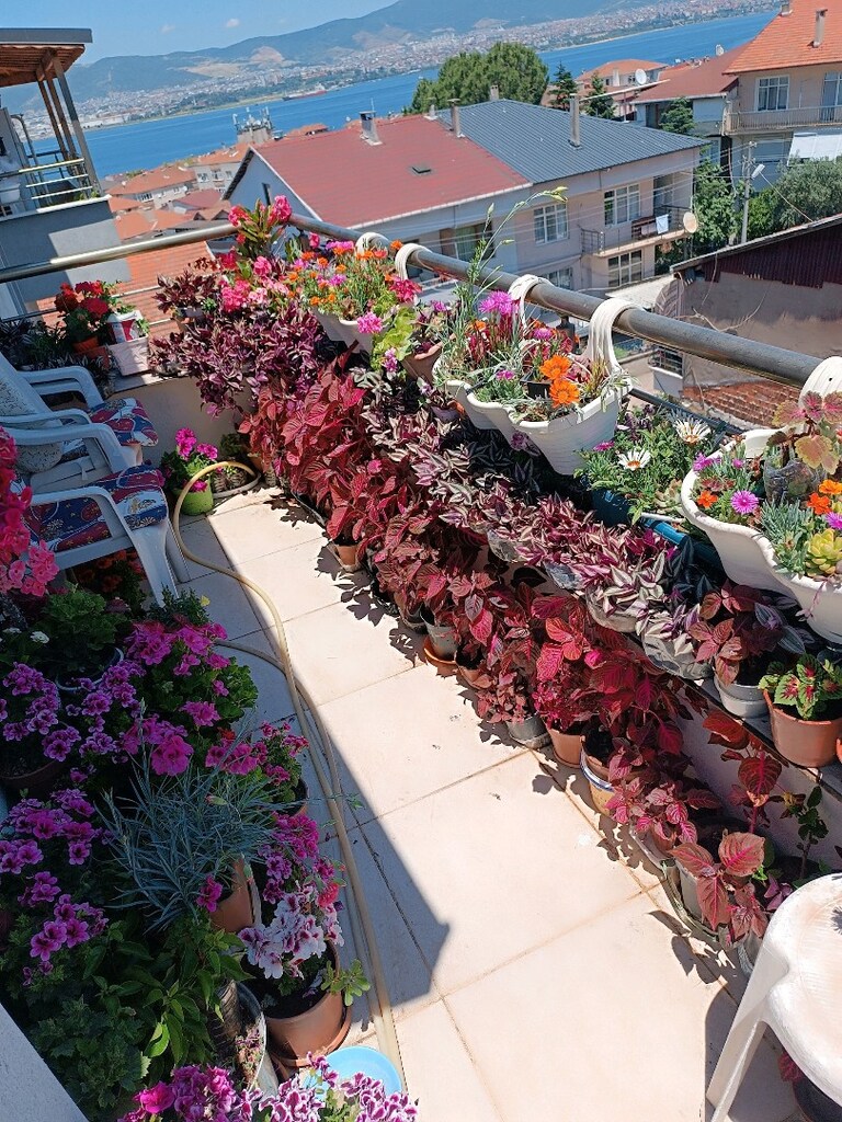 telgraf çiçekleri şalvar çiçeği tırnaklar 50, 200 arası - 2