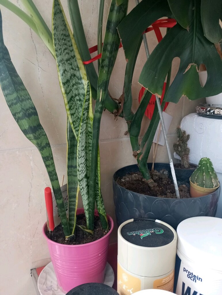 dört adet çiçek ikisi ufak kaktüs peygamber kılıcı birde büyük çiçek - 2