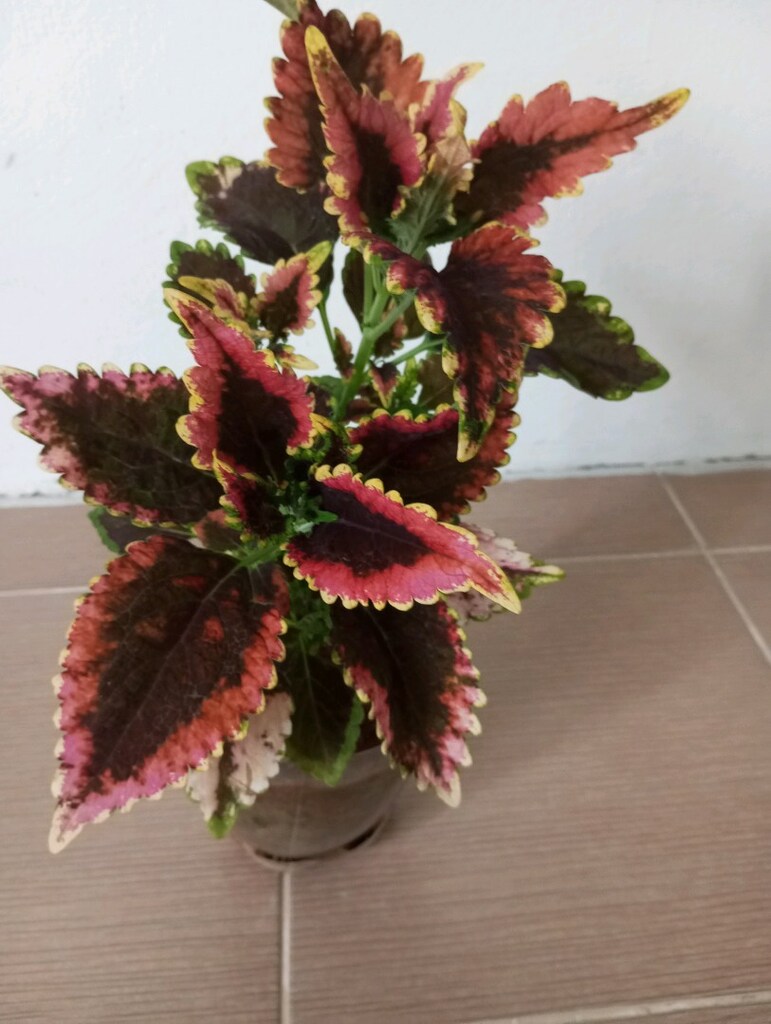 çiçek - 3