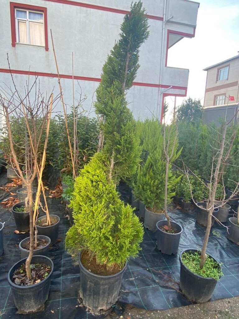 Dönerli çam - 3