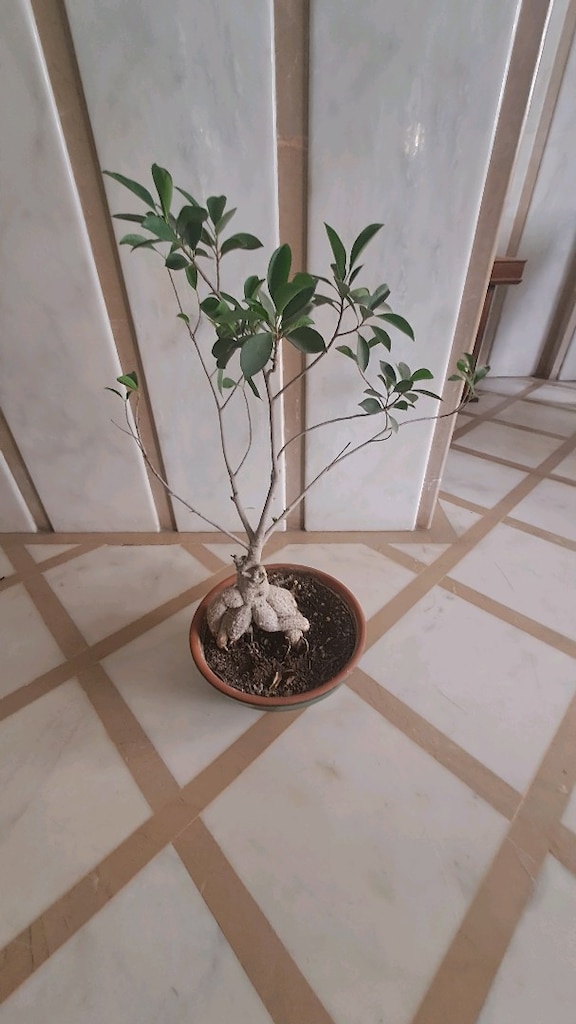 ficus ginseng bonsai çiçek - 2
