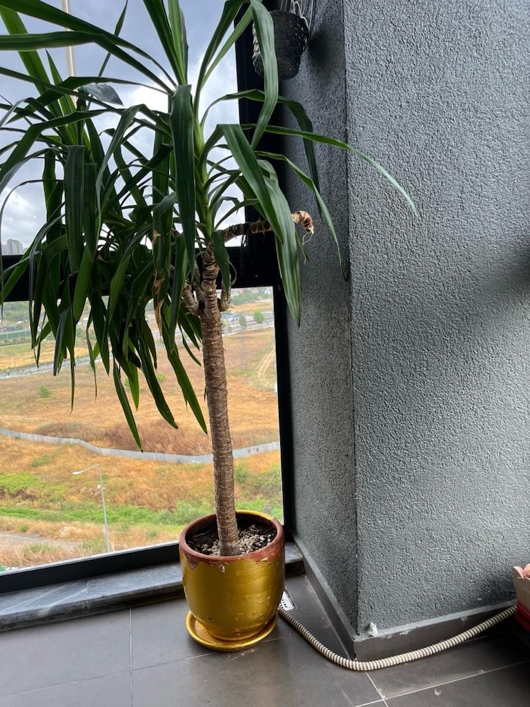 balkon çiçeği