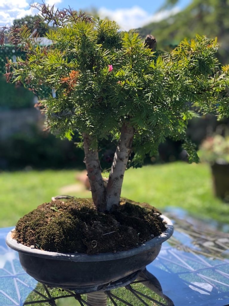 Bonsai Bitkisi - 2