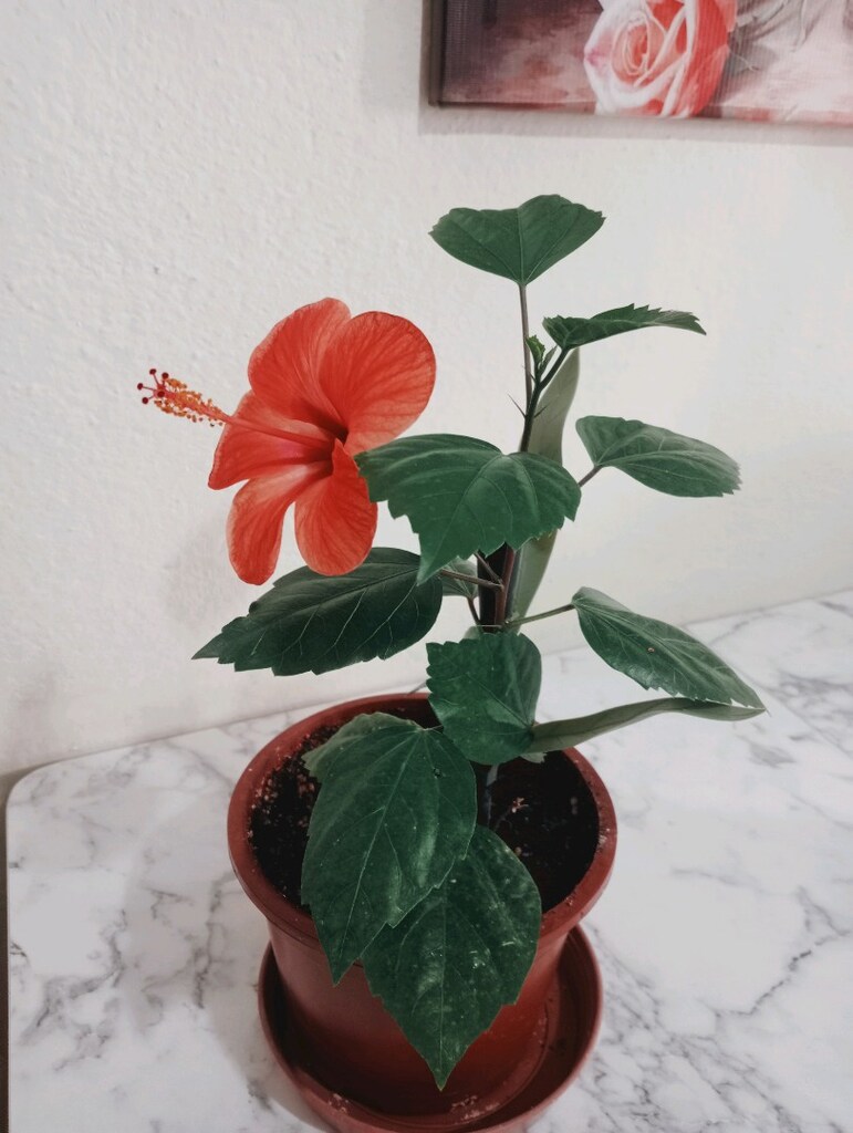 japon gülü diğer adı hibiskus - 5