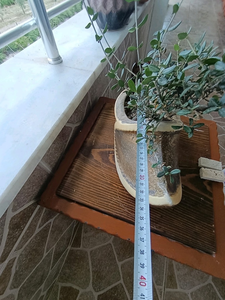 zeytin bonsai adayı - 5