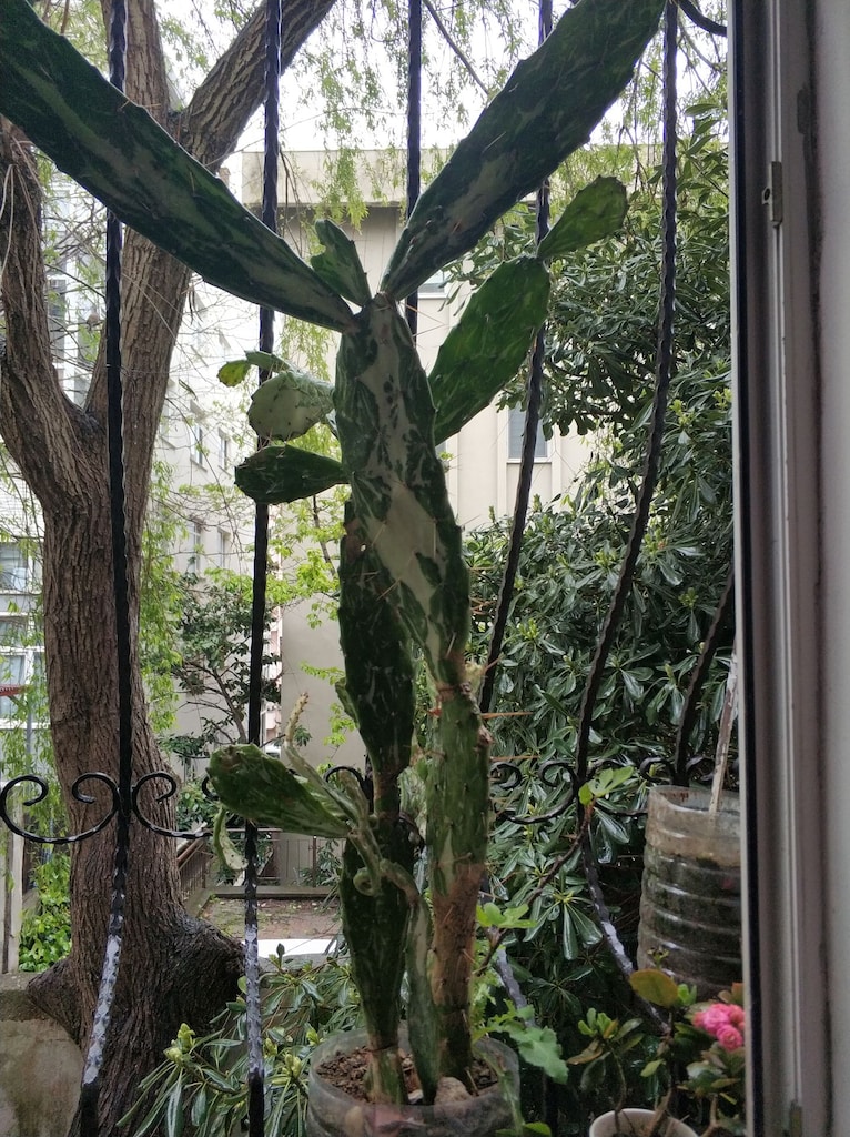 KAKTÜS ÇİÇEĞİ Opuntia monacantha