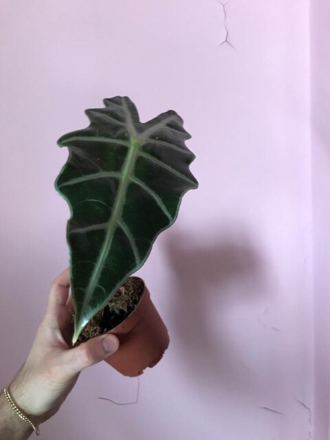 Alocasia Fil kulağı