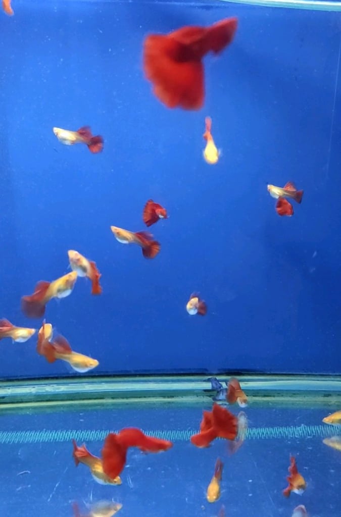 Albino Ful Red Big Dorsal - 2