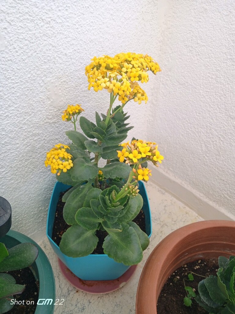 çiçek - 2
