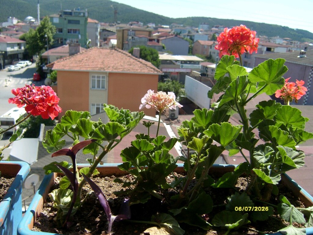 Samsung L74 Wide Dijital Fotoğraf Makinesi 7.2 Megapiksel 3x Zoom Siya - 12