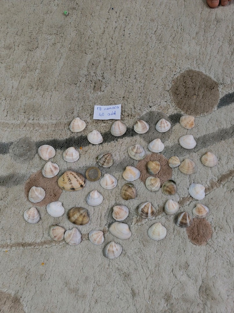doğal Deniz kabukları - 19