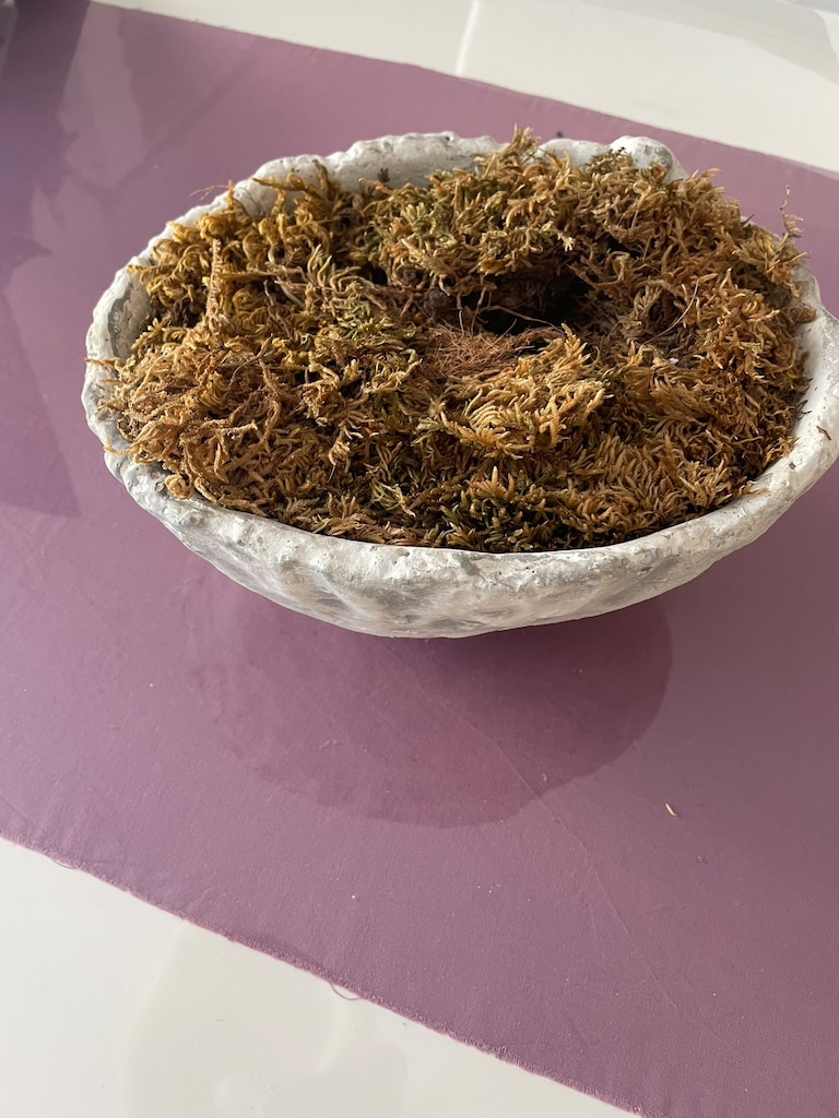 Wabi-Sabi Tarzı El Yapımı Beton Kasede Doğal Yosun - 2
