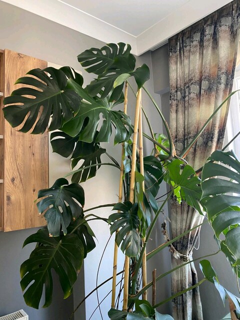 Çok Büyük ve Gelişmiş Deve Tabanı – Monstera