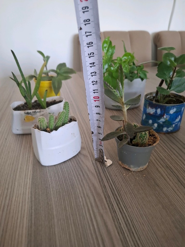 Hepsi 100₺ 6 adet canlı çiçek - 3