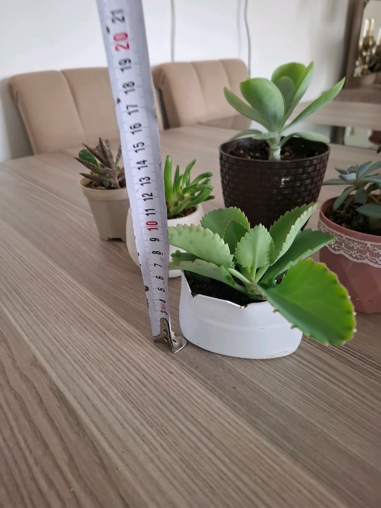 sukulent çeşitleri ( hepsi 550₺) - 8