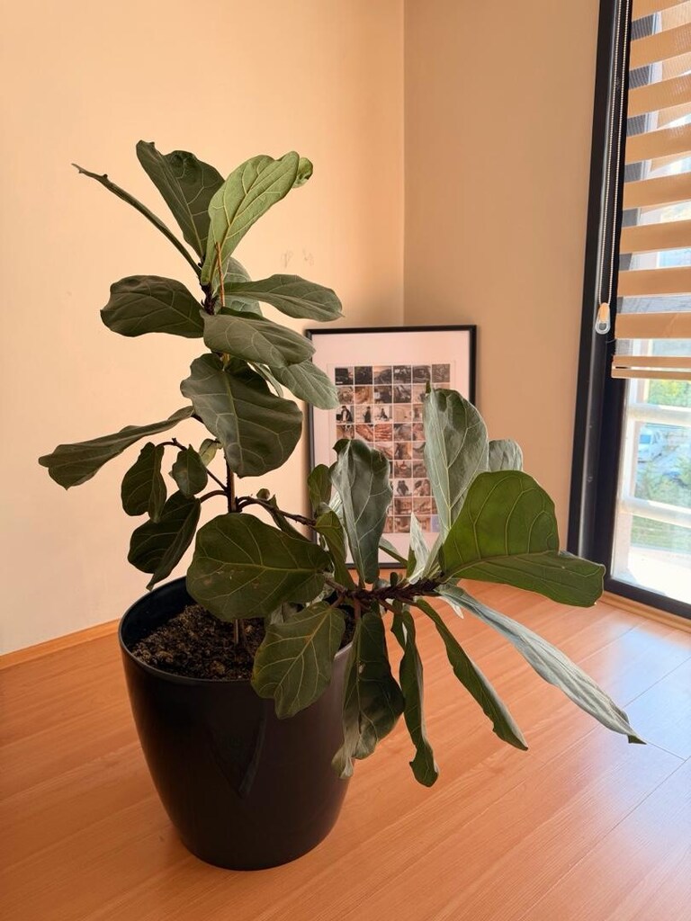 Ficus Layrata Bitkisi - 2