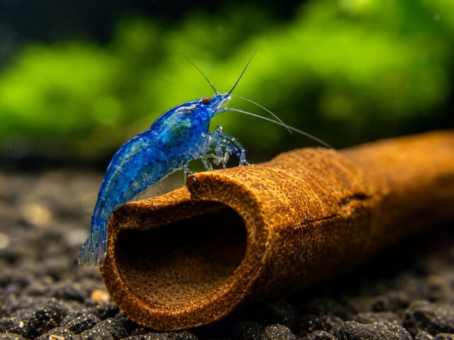 Mavi NeoCaridina
